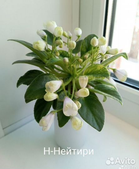 Комнатные цветы Трейлерные фиалки 5 видов