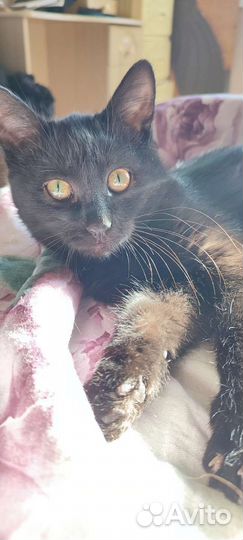 Котенок черный