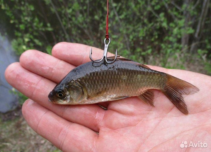 Живец карась