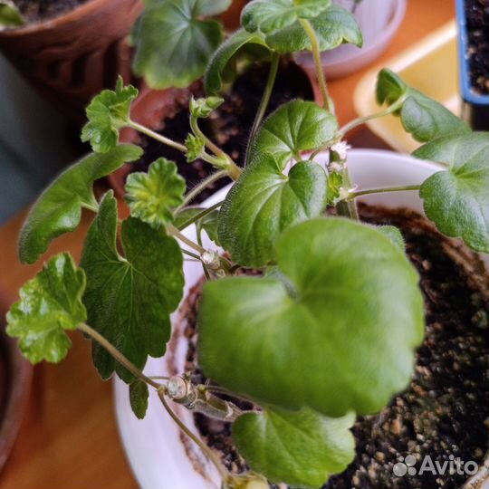 Пеларгония герань