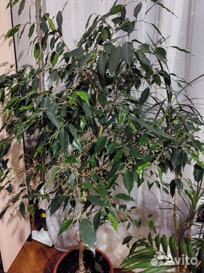 Фикус бенджамина большой
