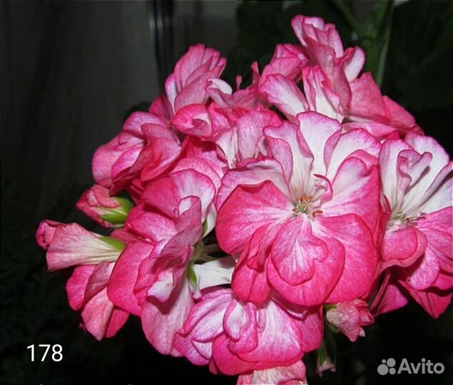 Пеларгония герань