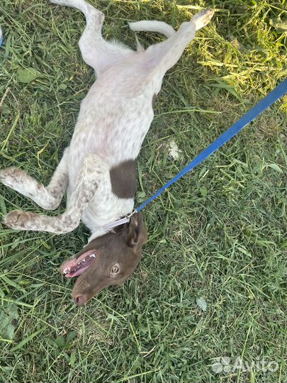 Щенки курцхара