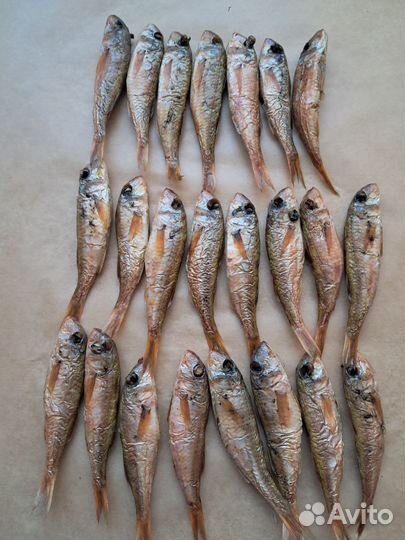 Провессная Барабуля Сарган Луфари Кефали Ставрида