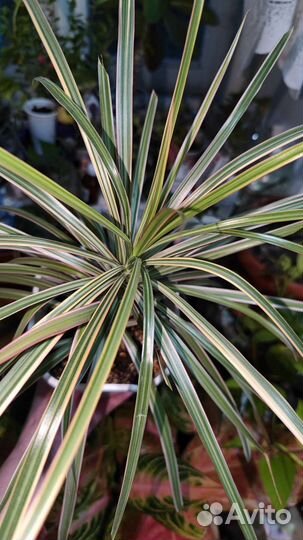 Растения для подарка, доставка, упаковка