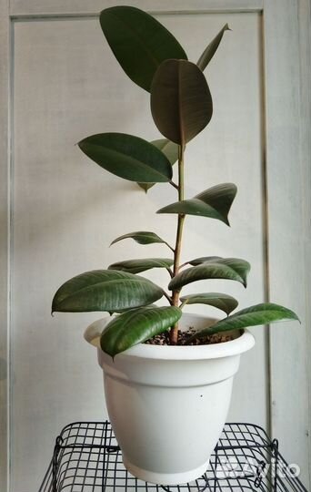 Фикус каучуконосный эластика