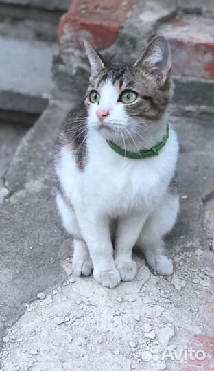 Молодая кошка ищет дом