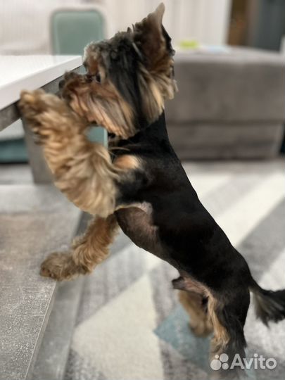 Йоркширский терьер мини беби фейс вязка