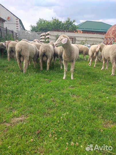 Бараны Мериноланд