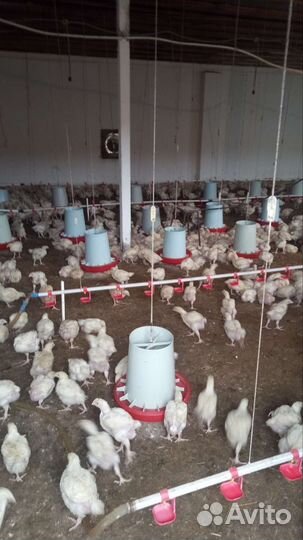 Цыплята и куры бройлер