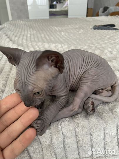 Канадский сфинкс котенок