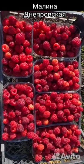 Саженцы малины ремонтантной и летней