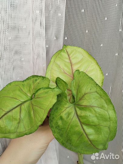 Сингониум 3 короля,манго