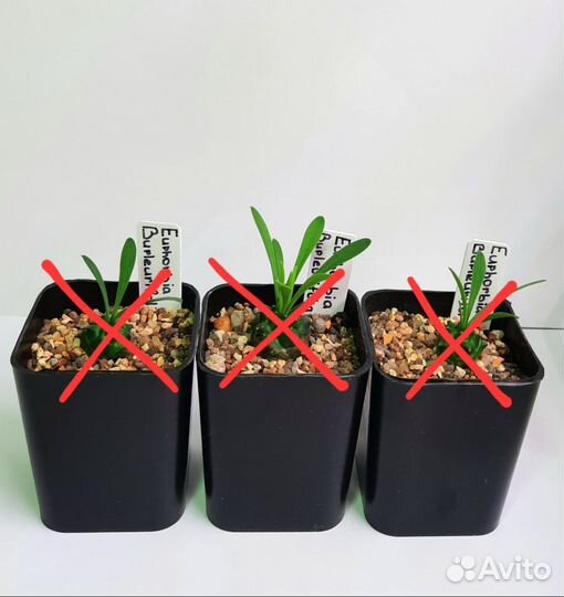 Суккуленты и кашпо