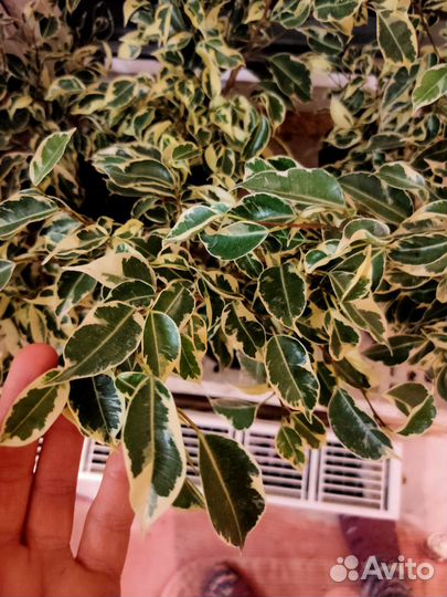 Фикус Бенджамина