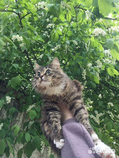 Кошка бесплатно