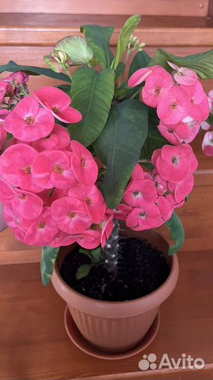 Малачай Миля