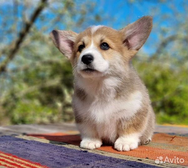 Вельш-корги пемброк
