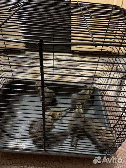 Бельчата Дегу