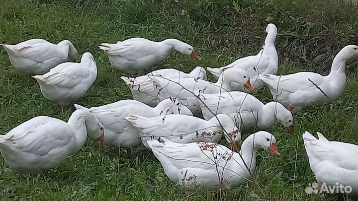 Продам гусей