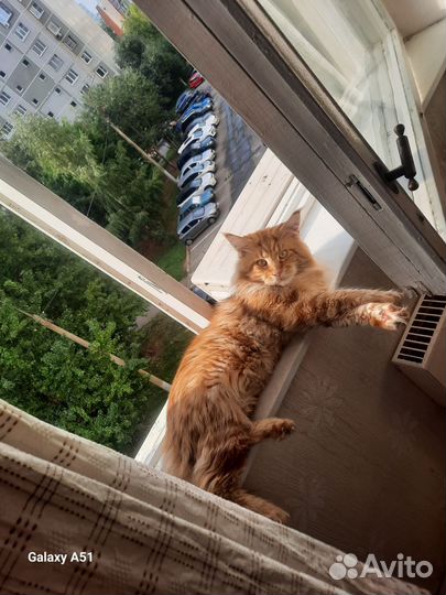 Мейн-кун вязка