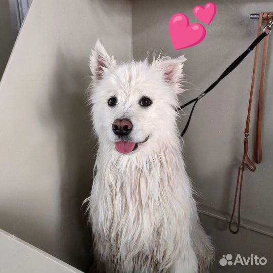 Груминг кошек и собак