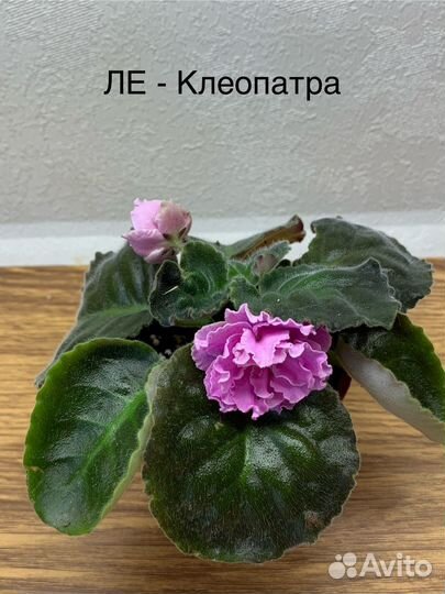 Фиалки цветущие в горшке