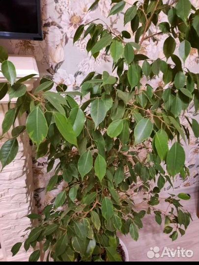 Фикус Бенджамина