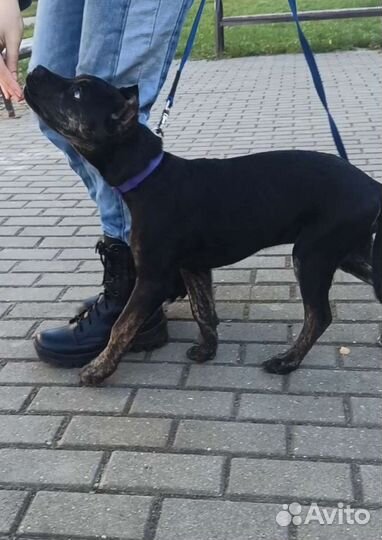 Кинолог. Дрессировка собак