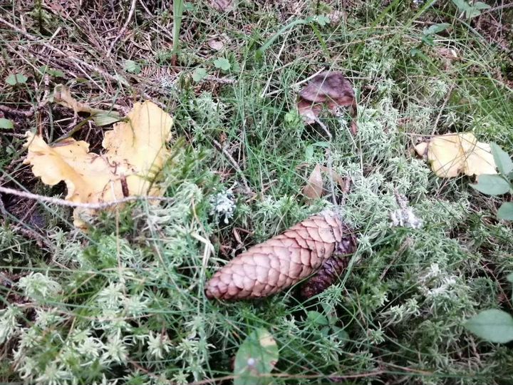 Участок 11 сот. (СНТ, ДНП)