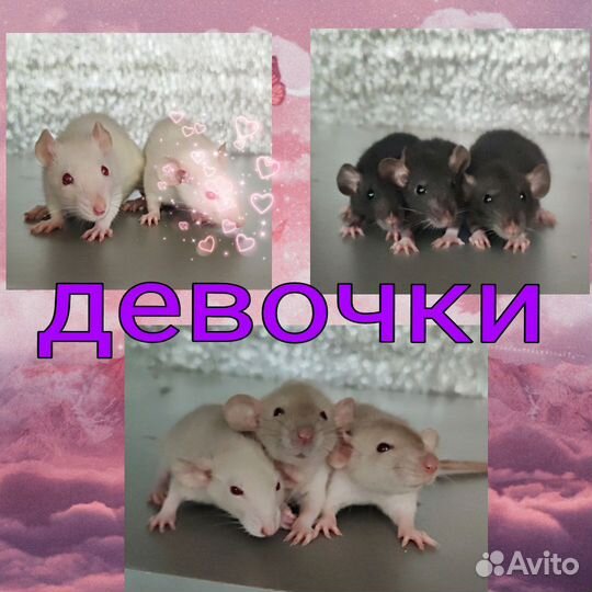 Дамбо крысята