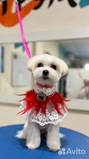 Красивая стрижка собак и кошек, груминг