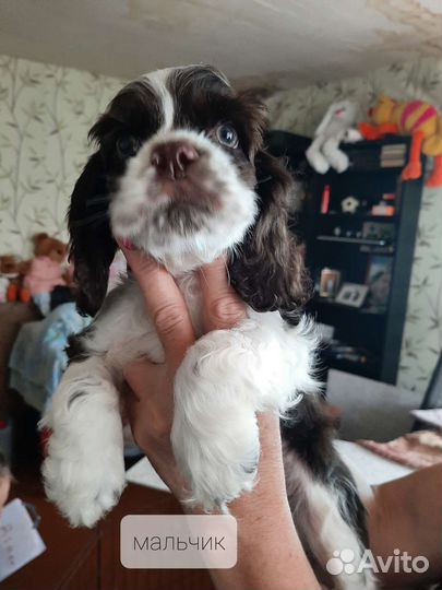 Американские кокеры спаниели