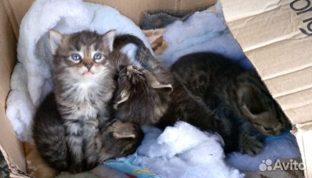 Котята
