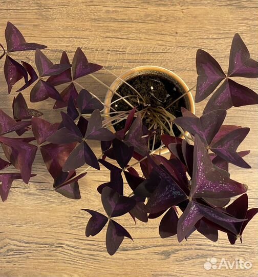 Кислица оксалис