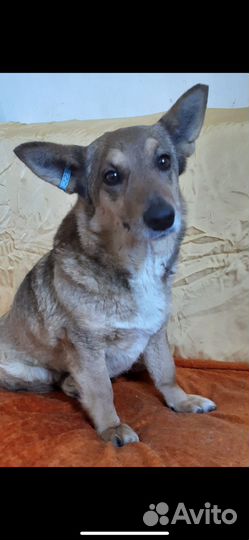 Собачка Люська