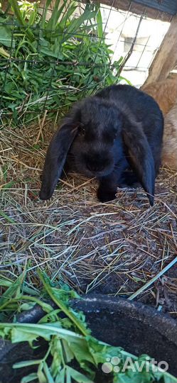 Калифорнийские кролики