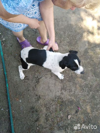 Долматинец. щенок