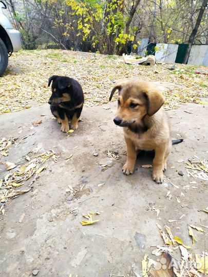 Собаки щенки