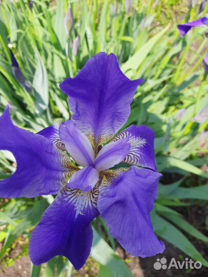 Ирисы,примула,энотера,астильба