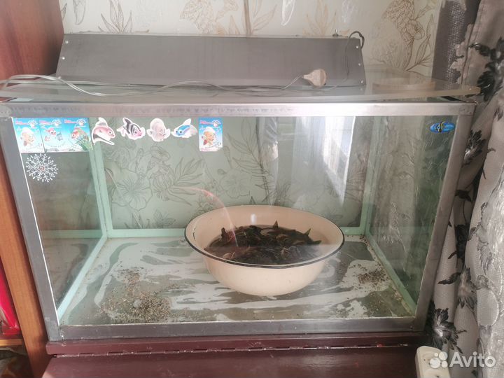 Аквариумные рыбки