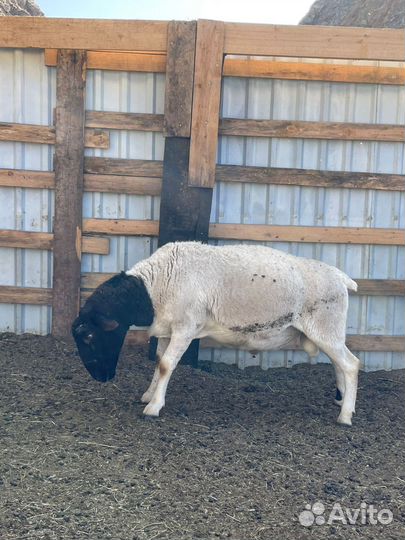 Дорпер производитель