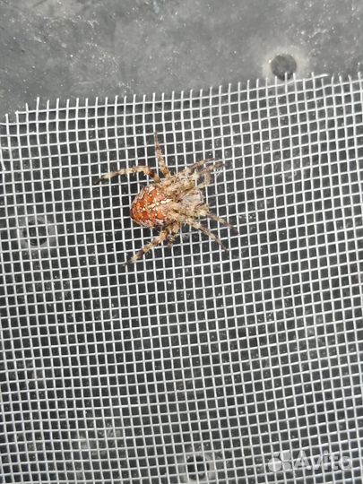 Москитные сетки