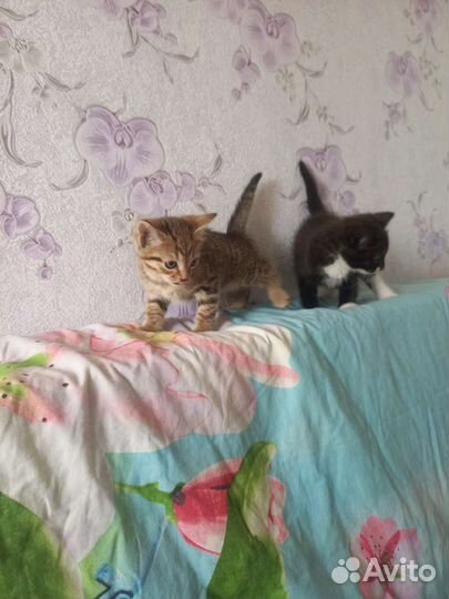 Котята в дар бесплатно