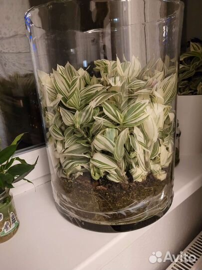 Традесканция фиолетовая и белая