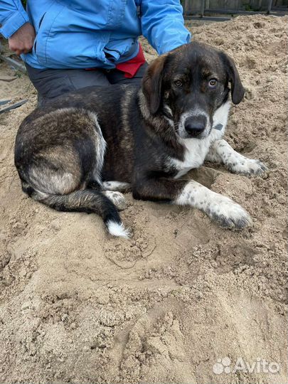 Собака в добрые руки