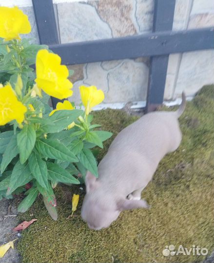 Щенки чихуахуа