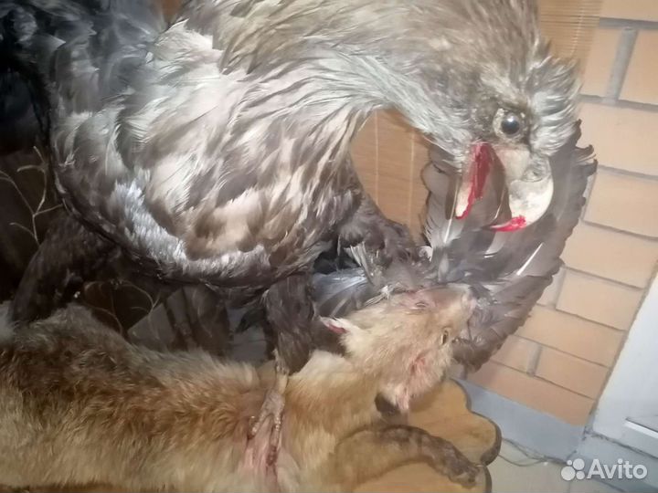 Чучело птицы