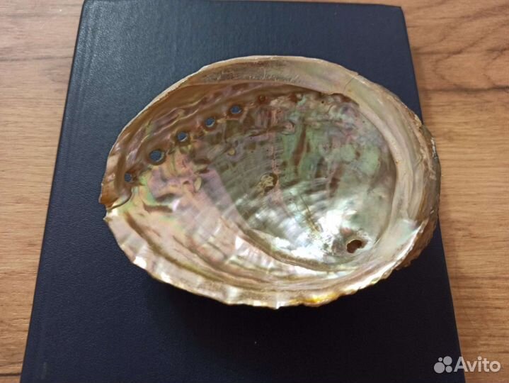 Морская раковина