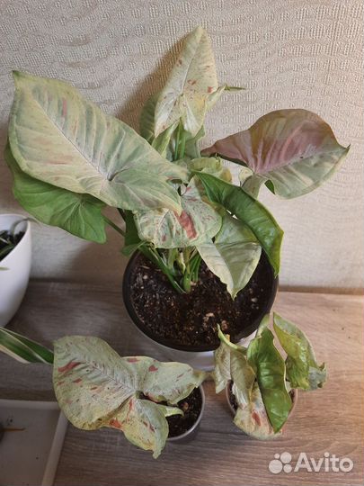 Сингониумы разные